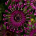 Osteospermum Flower Power Spider Purple