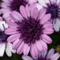 Osteospermum 4D Dark Violet and White - Not produced in 2018 -
