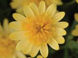 Osteospermum Assorted