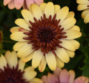 Osteospermum 4D™ Harvest Moon