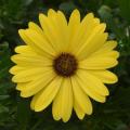 Osteospermum FlowerPower™ Compact Yellow