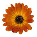 Osteospermum Margarita Orange Flare