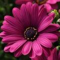 Osteospermum Serenity Dark Purple