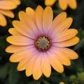 Osteospermum Zion Apricot Pink