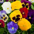 pansy spring matrix clear mix