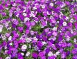 Petunia Color Blitz Purple