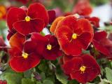 Pansy Delta Pure Red 