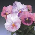 Pansy Delta Pink Shades