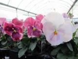 Pansy Delta Pink Shades