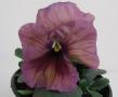 Pansy Delta Premium Persian Medley