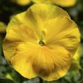 Pansy Delta Prem Pure Yellow