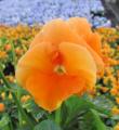 Pansy Delta Premium Pure Orange