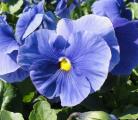 Pansy Delta Premium True Blue