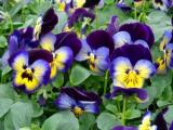 Pansy Matrix Midnight Glow 