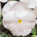 Pansy Matrix White