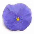 Pansy Spring Matrix Blue