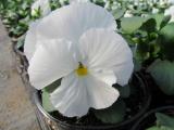 Pansy Spring Matrix White