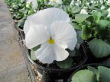 Pansy Spring Matrix White