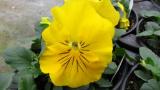 Pansy Spring Matrix Yellow