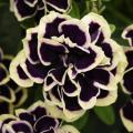 Petunia Midnight Gold Black/Yellow