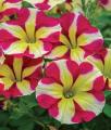 Petunia Amore Queen of Hearts