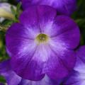 Petunia Colorblitz™ Blueriffic