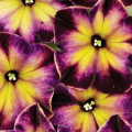 Petunia Crazytunia Moonstruck