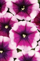 Petunia Crazytunia Passion Punch