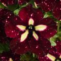 Petunia Headliner™ Burgundy Starry Sky