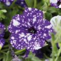 Petunia Headliner™ Night Sky