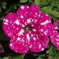 Petunia Headliner™ Pink Sky