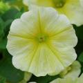 Petunia Headliner™ Yellow