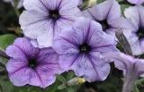 Petunia Hurrah Blue Vein