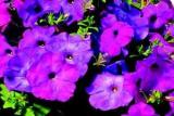 Petunia Hurrah Lavender Tie Dye (Spring)