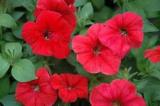 Petunia Hurrah Red