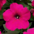 Petunia Hurrah Rose