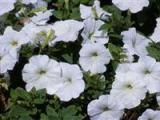 Petunia Hurrah White 