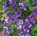 Petunia Hanging Basket