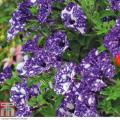 Petunia Hanging Basket