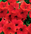 Petunia Surfinia Deep Red