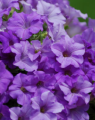 Petunia Surfinia Heavenly Blue