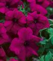 Petunia Surfinia Magenta