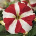 Petunia Hurrah Red Star