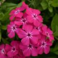 Phlox Gisele Hot Pink