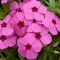 Phlox Gisele Pink - Not produced in 2018 -
