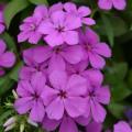 Phlox Gisele Violet