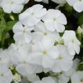 Phlox Gisele White - Not produced in 2018 -
