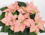 Poinsettia Christmas Beauty Cinnamon