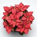 Poinsettia Christmas Beauty Queen