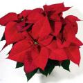 Poinsettia Christmas Eve Red 